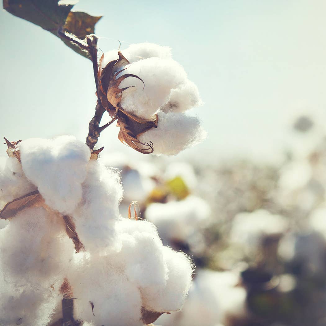 16 oz Butter Jar Candle: Cotton Blossom