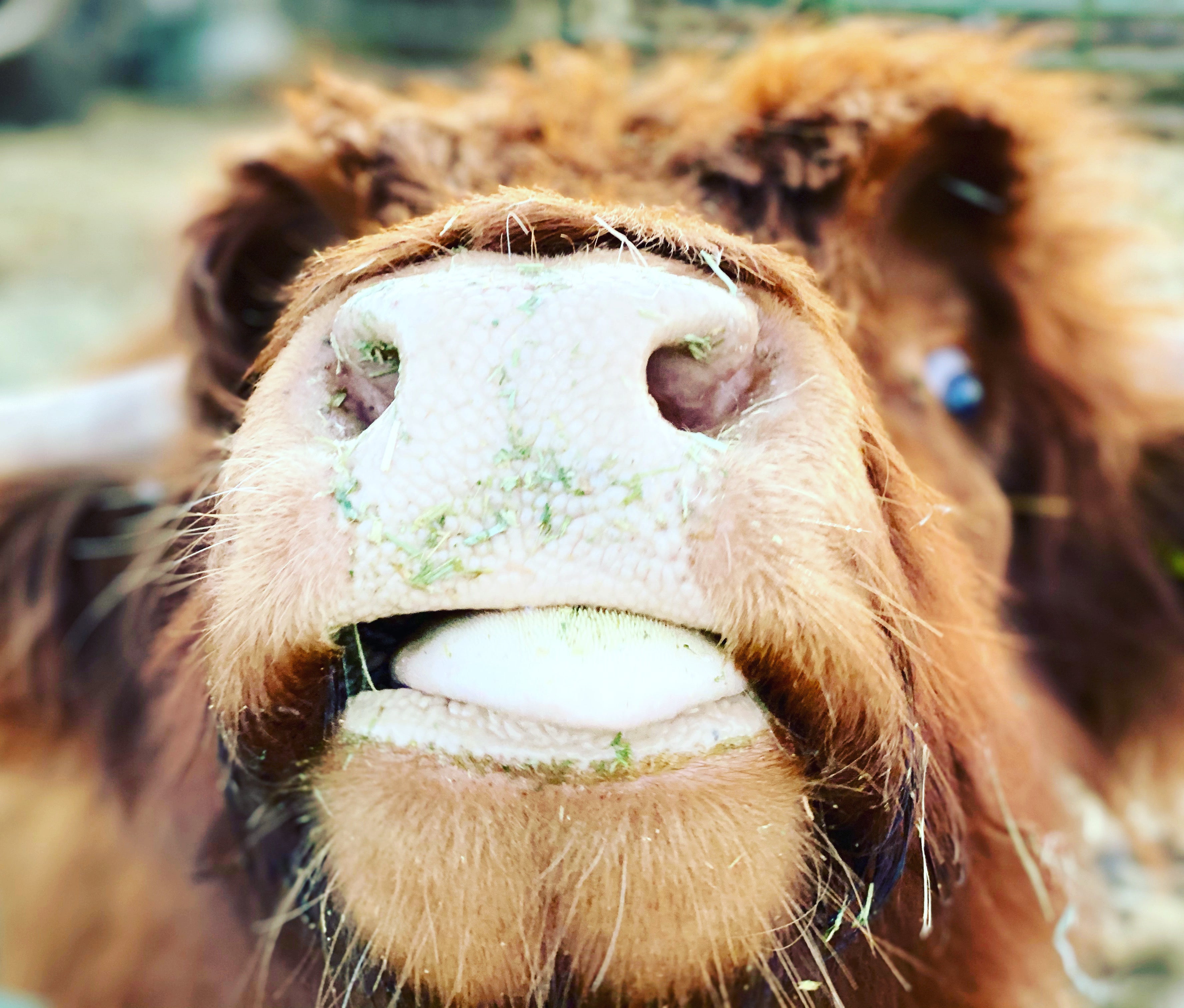 A close-up image of a brown cow with a content expression, possibly used to represent a gift card from Junk 'N Disorderly.